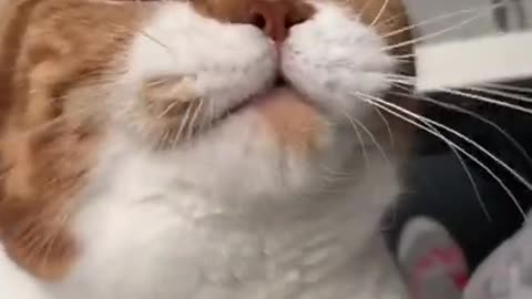 Cute Cat purring ASMR