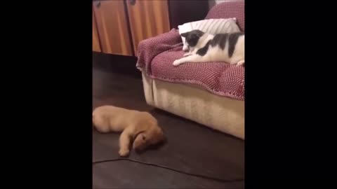 Episode 9 - Unwind with pets