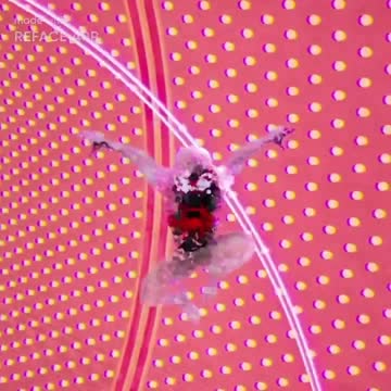 ryanthepianoboy as Miles Morales (Reface)