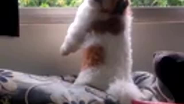 Doggo likes the rain