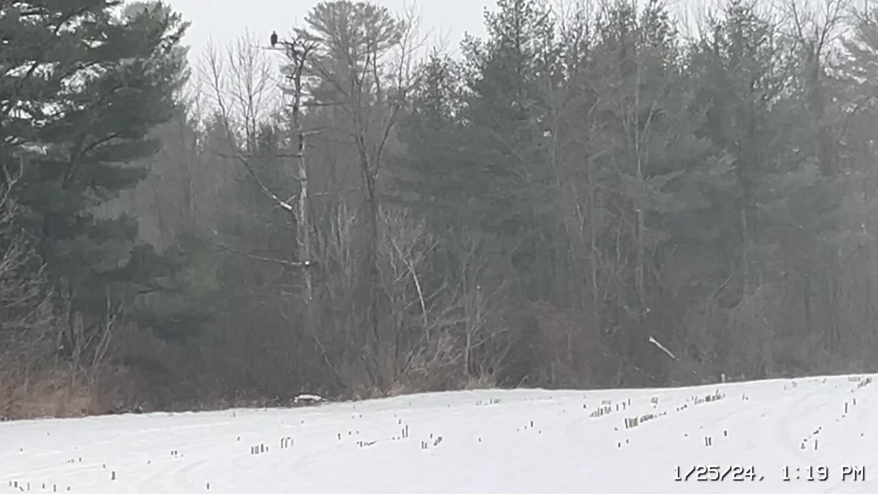 Eagle sighting