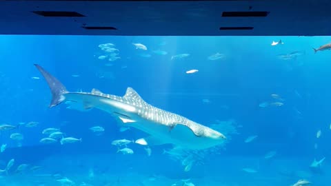 Okinawa churaumi aquarium