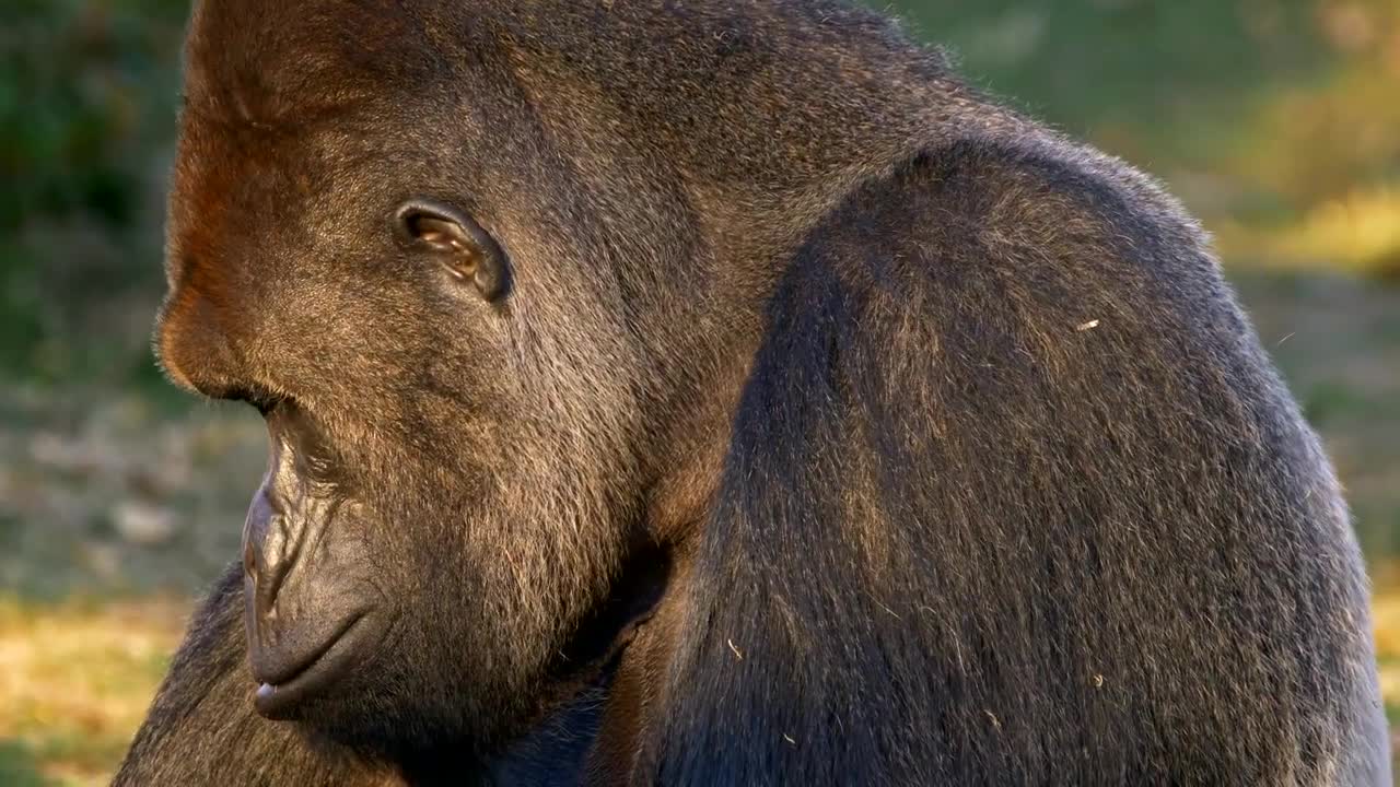 Western lowland Gorilla Silverback eating