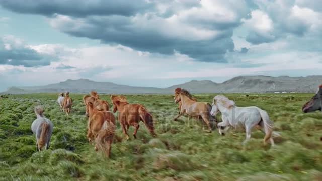 Epic Aerial Over Large Herd Of Wild Horses Running Galloping In Wild