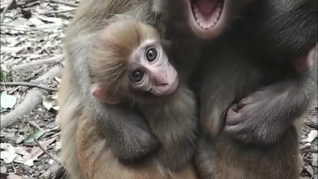 Mommy and 2 babies monkey forest 🐒🐒🐒