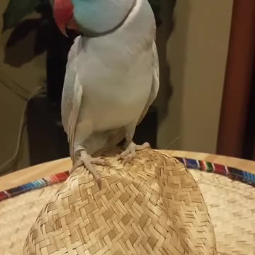 Talented Parakeet Meows And Says “Here, Kitty Kitty Kitty!”