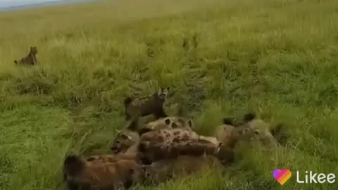 Lion vs Hyena fight