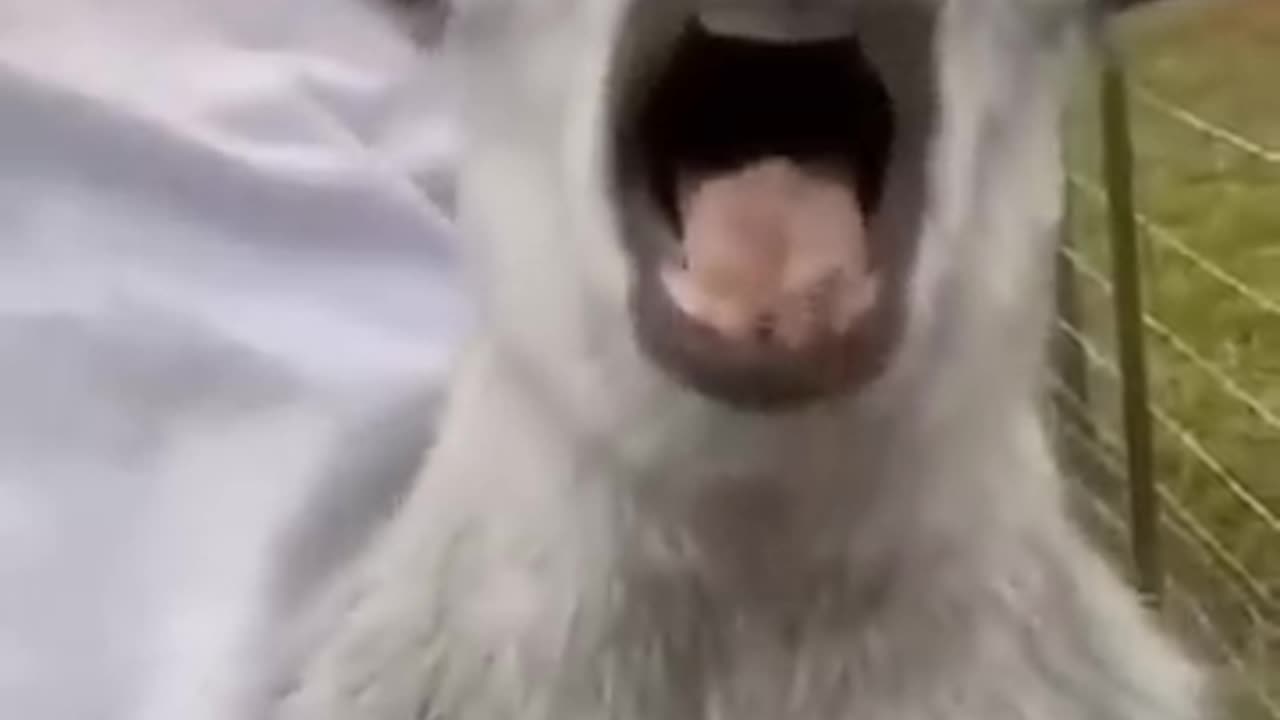 Funny animals dog