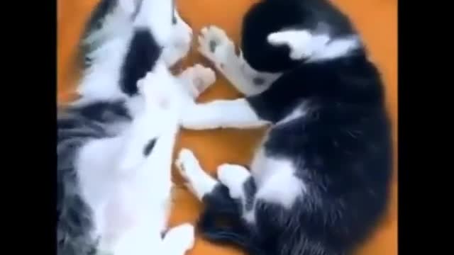Two cute kittens are played