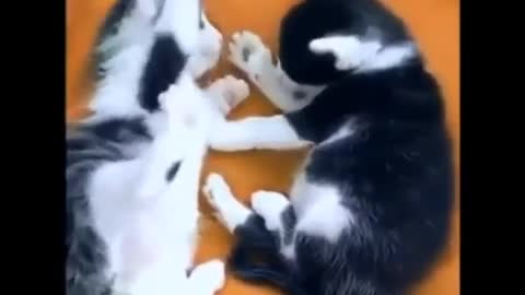 Two cute kittens are played