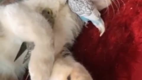 Loving parrots affectionately hug their cat friend