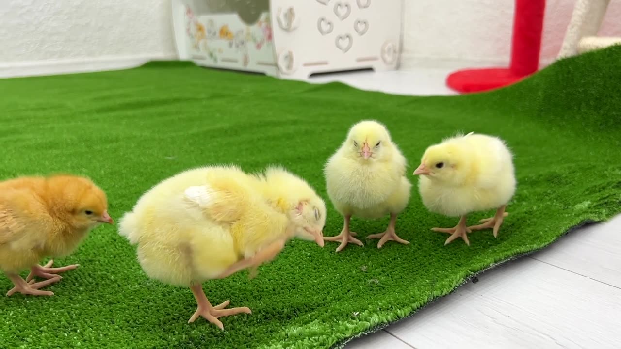 Cute and funny 🤣 Kitten offers to be friends with the chickens, but they don't pay attention to him