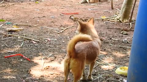 Relationship between dog, cat and MONKEY