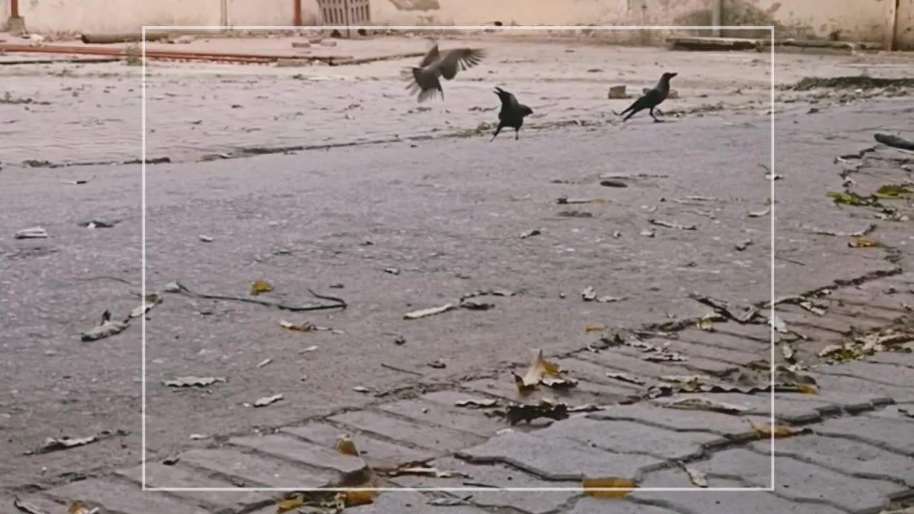 Crow Fighting