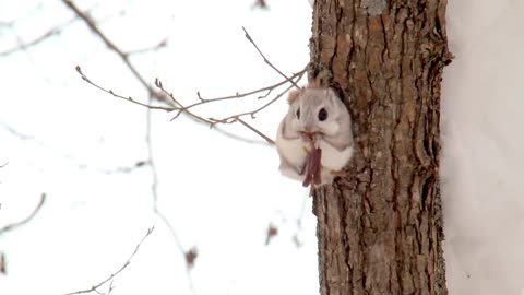 Ezo flying squirrel