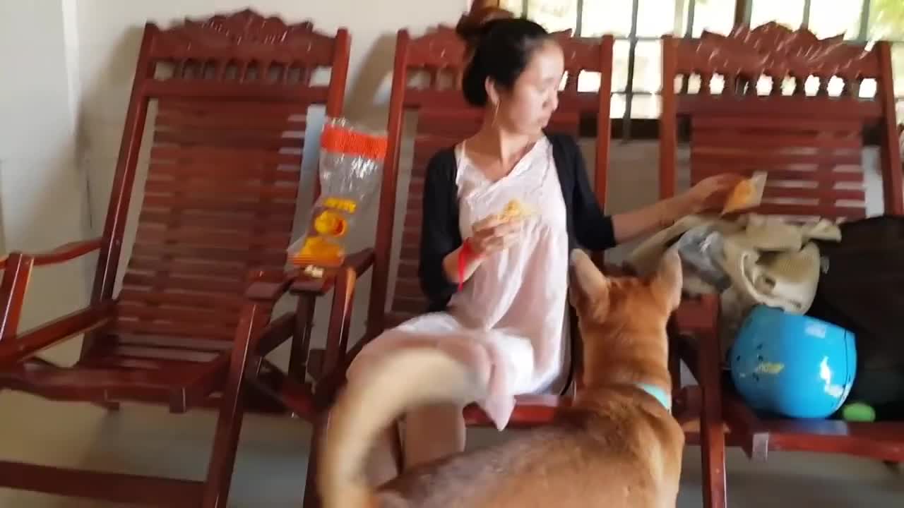 Funny Girls is Having Fun with Her Smart Dog