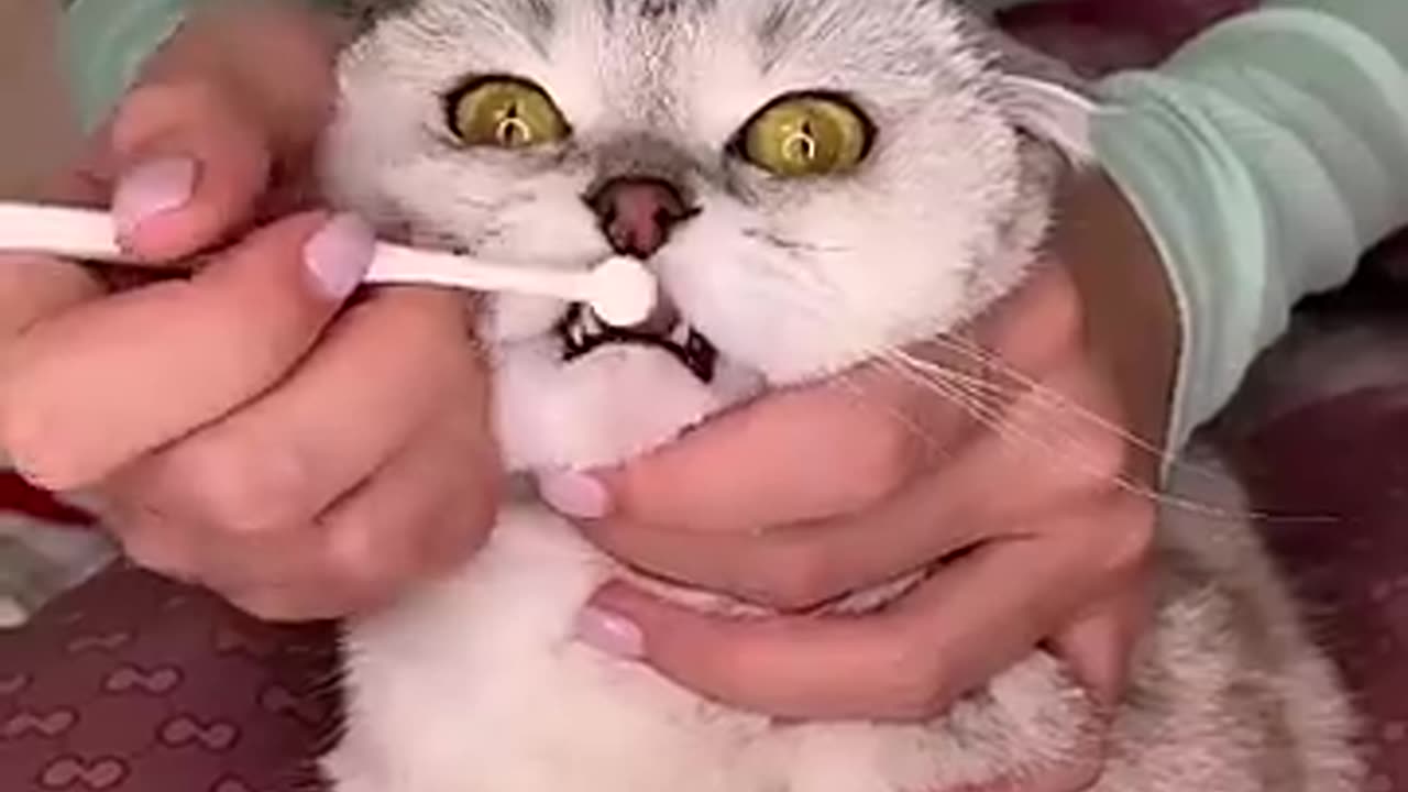 Animal