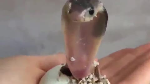 how a snake is born is very interesting