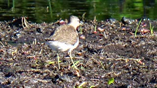 Sandpiper