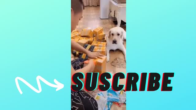 funy dog