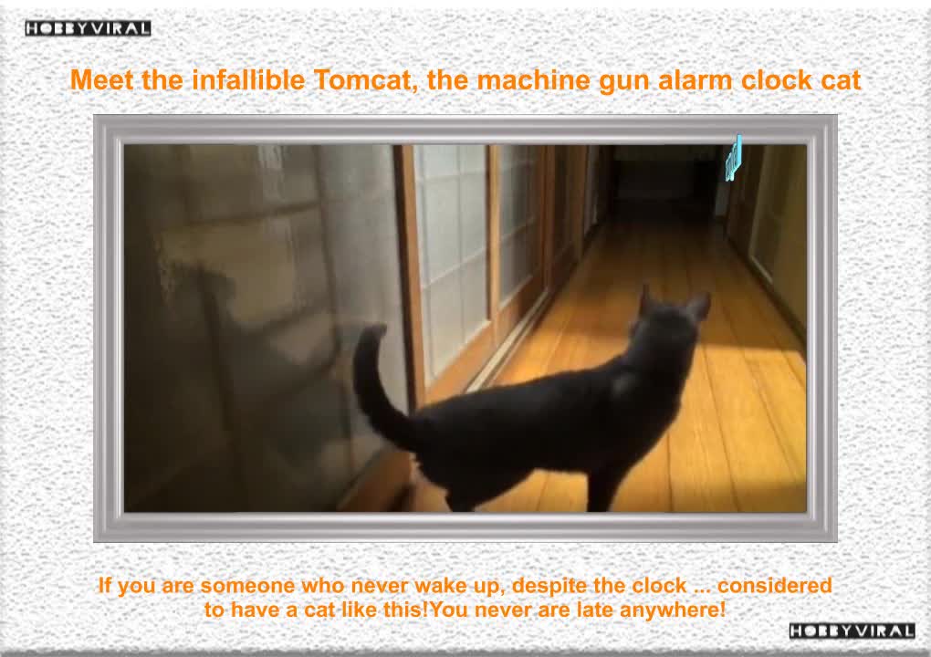 Meet the infallible Tomcat, the machine gun alarm clock cat