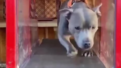 Dog Short Video ll #Short