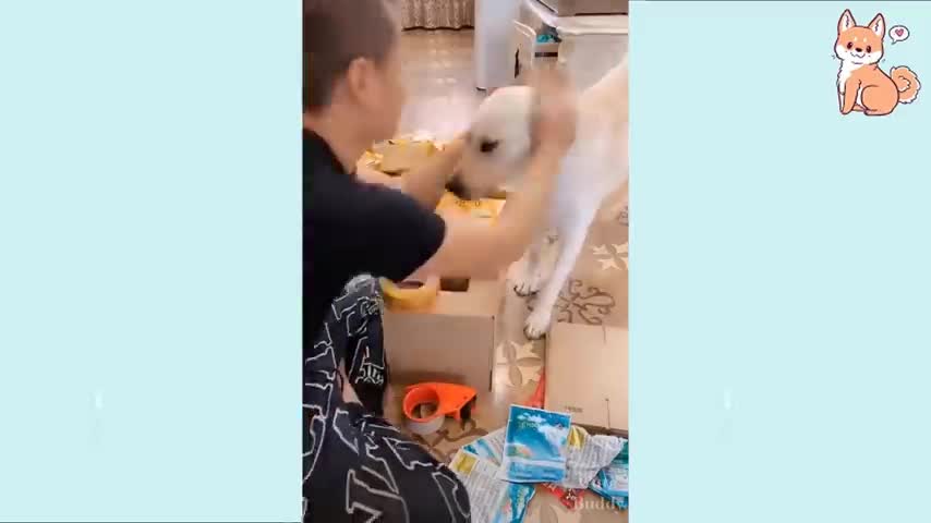 You Will Laugh At All These Cute DOGS - Very Funny