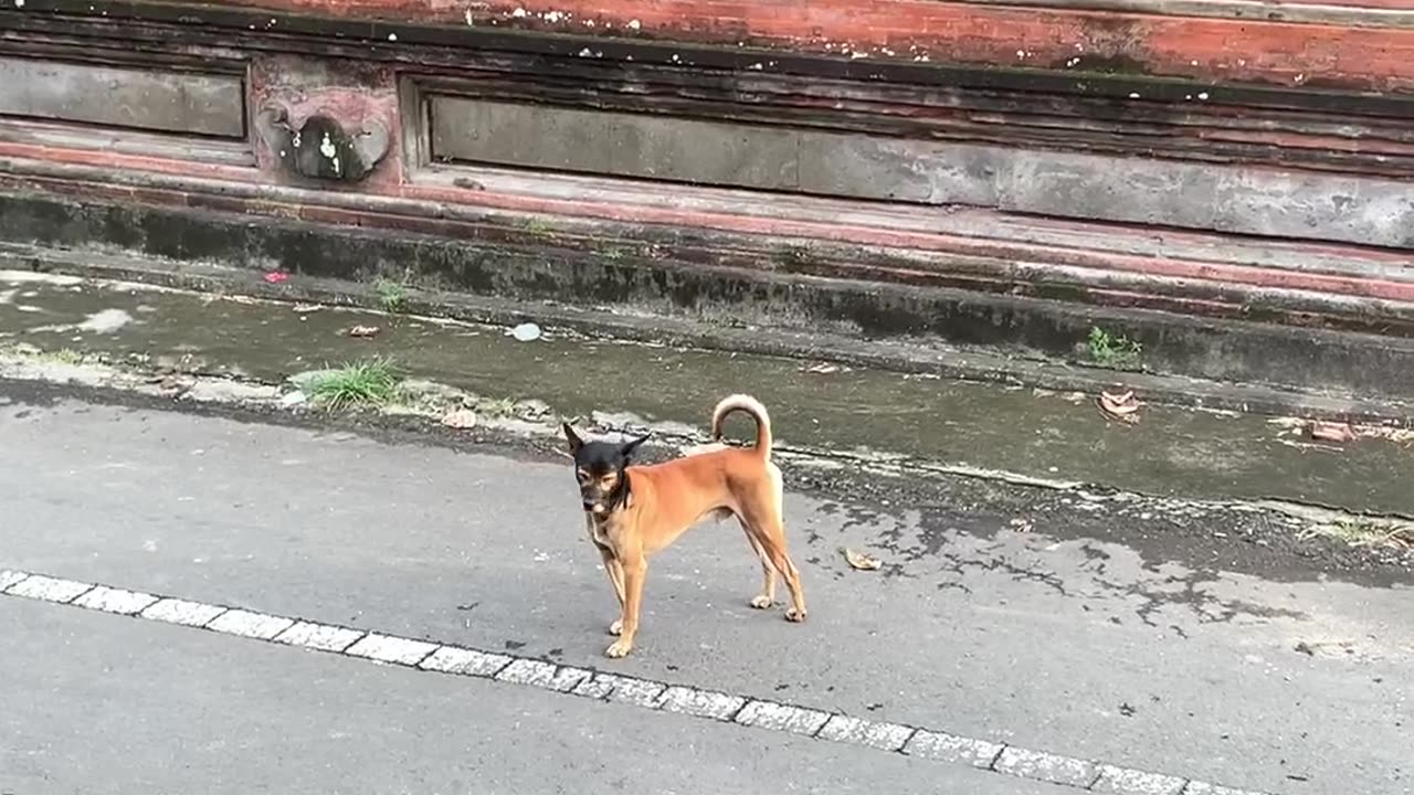 Masked Dog On A Mission