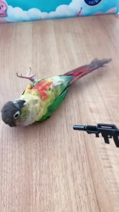 THIS PARROT GOT SOME TALENT