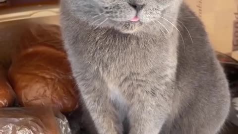 The cat shows his tongue under the song