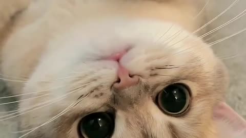 Cute cat, really cute, see him in the mood is better