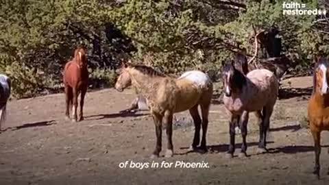 Wild Horse Recognizes His Girlfriend After Years Apart