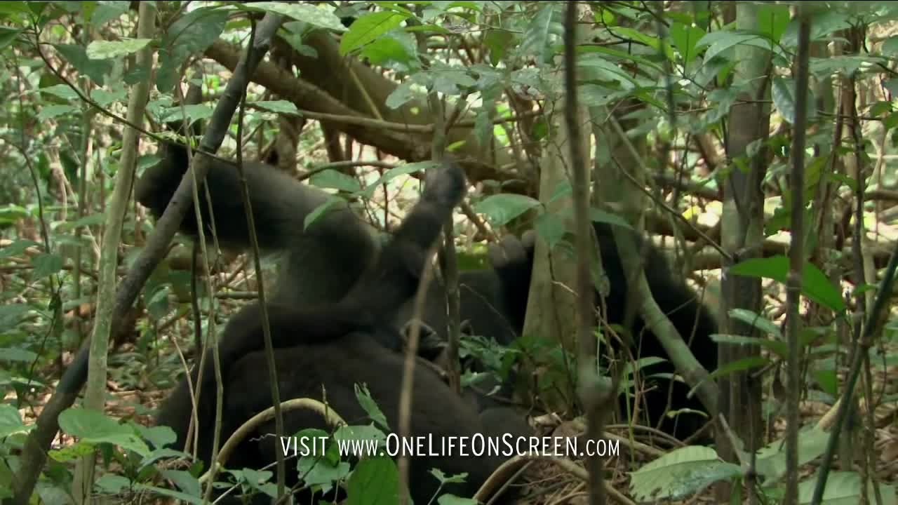 Gorilla gets bored of babysitting | One Life | BBC