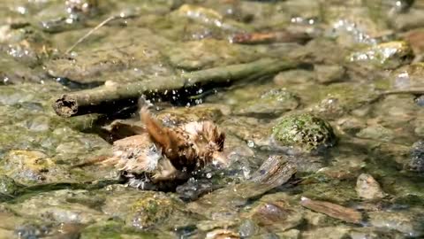 Swimming Bert