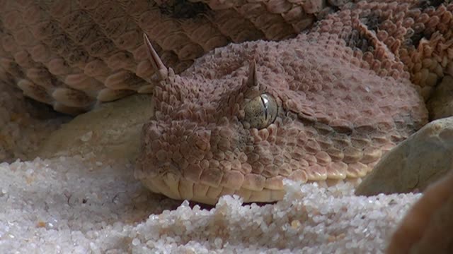 The biggest vanomous snake in the world.