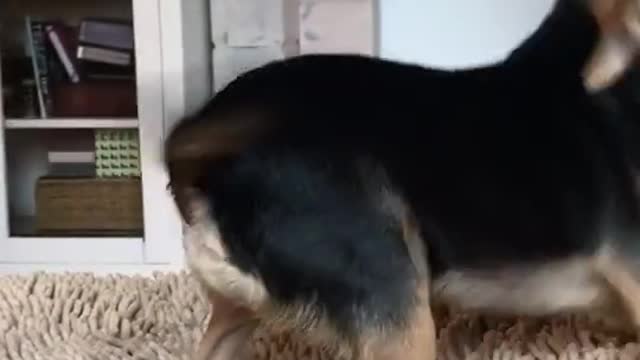 And your pet knows how to twist the booty like that