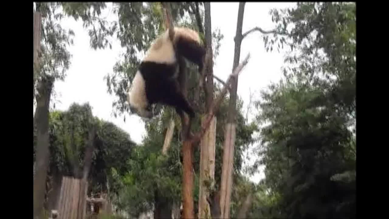 Climbing Panda Gets Stuck!