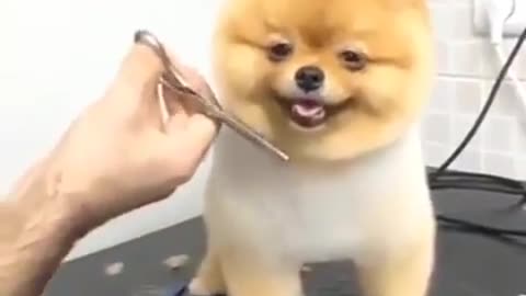 dog feel after cutting the hair