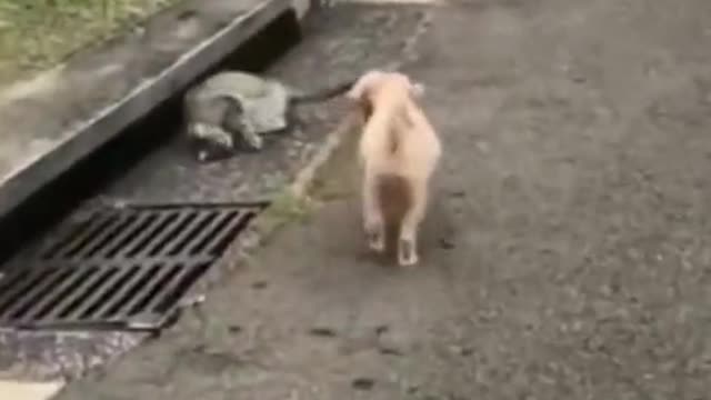 Funny Animals video | funny videos | Animals video