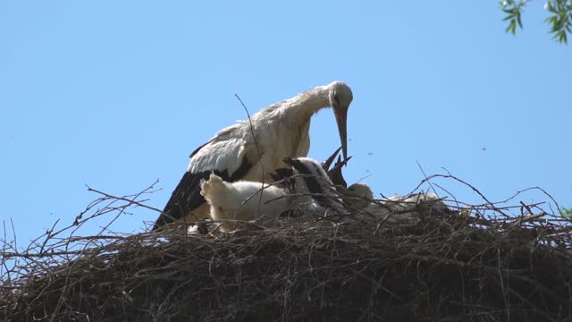 watch stork