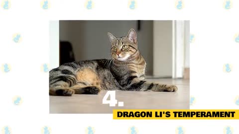 Facts and Myths about the Dragon Li Cat!