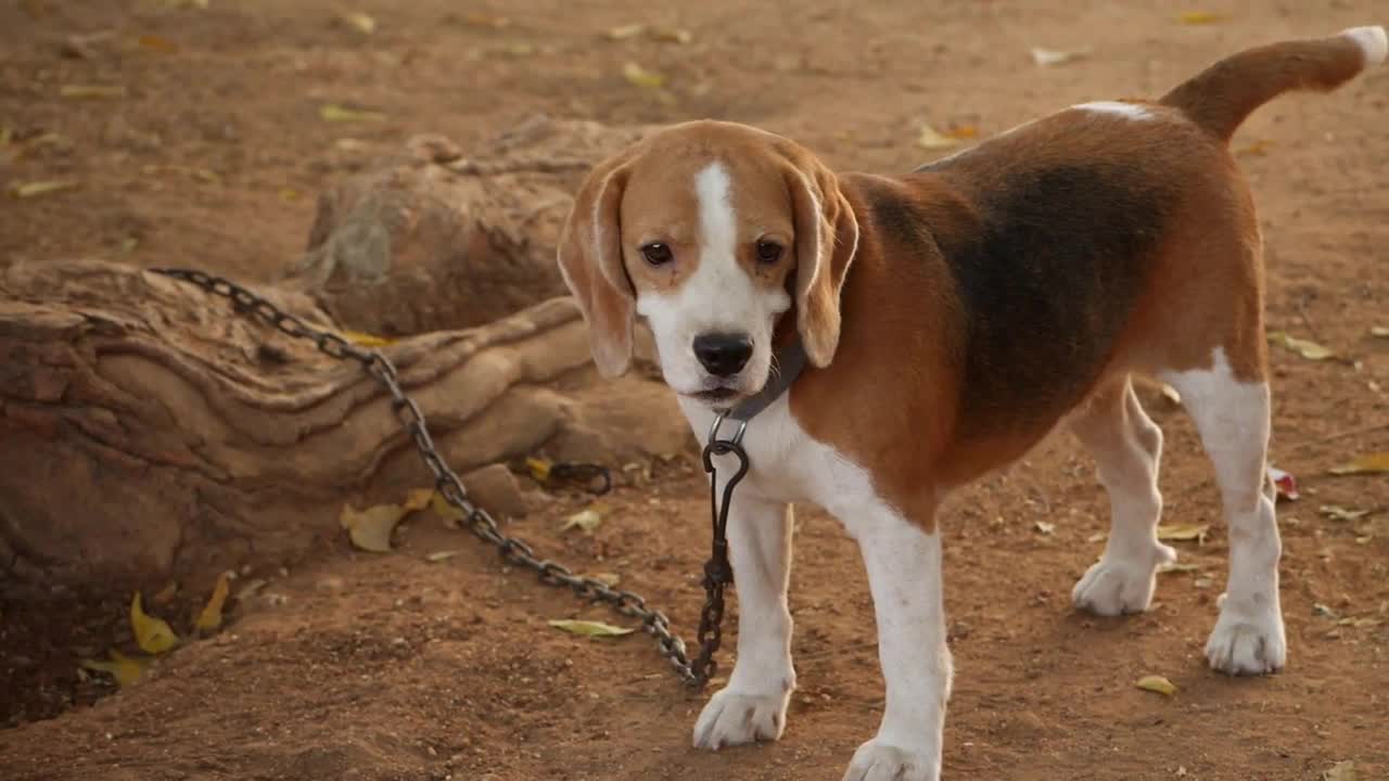 Micro shot of puppy dog tied to a wooden block