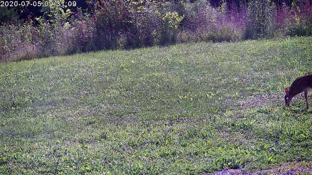 Mama Deer Leads Fawn Across The Yard