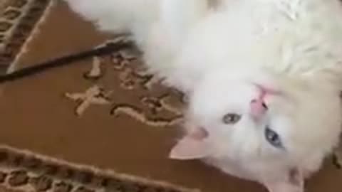 Cat cat 🐈🐱Cat cat chat