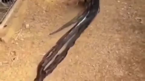 Cute animal behavior makes you happy