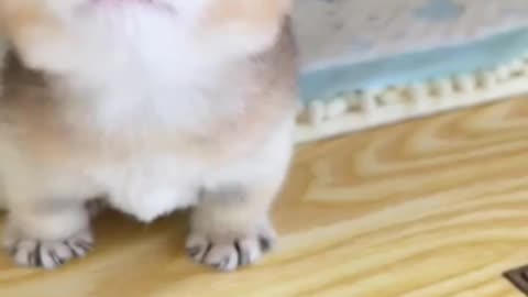Cute pets [Part - 2]
