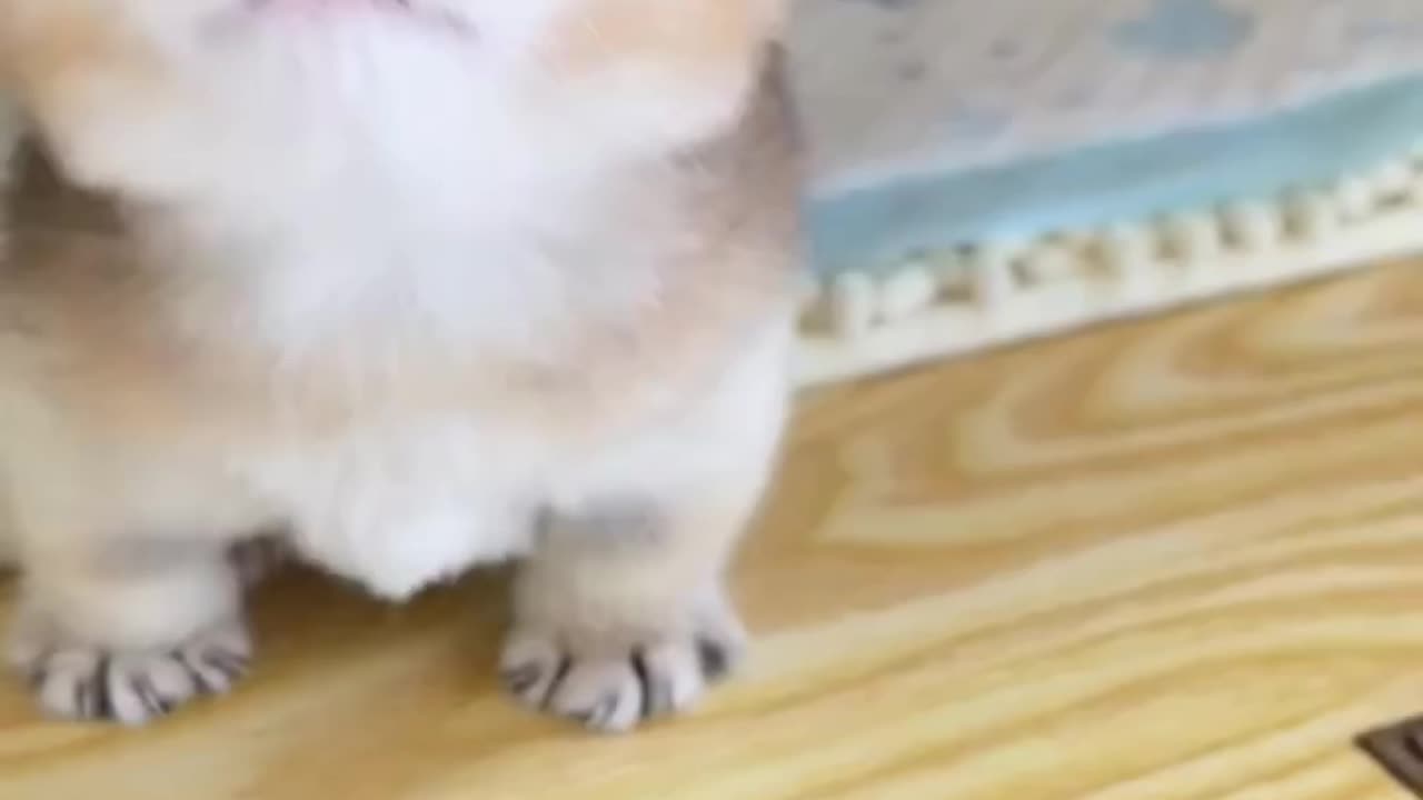 Cute pets [Part - 2]