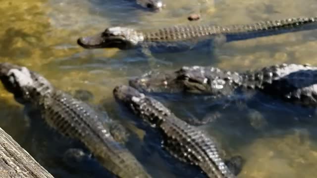 Gatorland florid