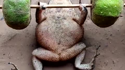 Frog 🐸 work out