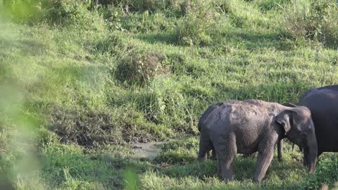 Wild Wildlife